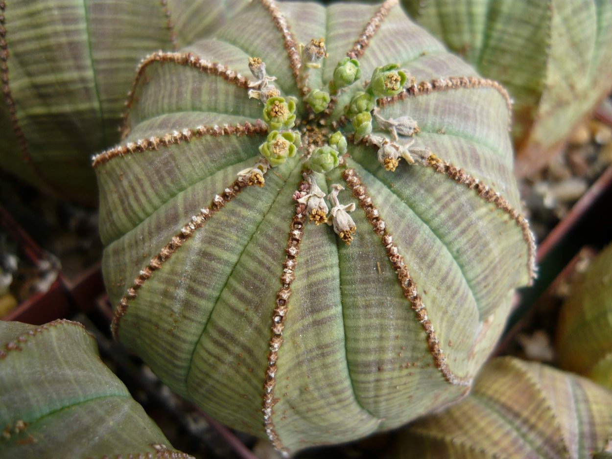 Молочай тучный (Euphorbia obesa)
