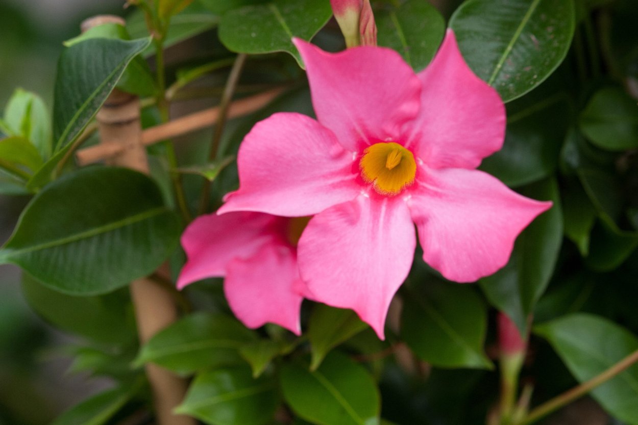 Мандевилла Diamantina Jade Orange Coral
