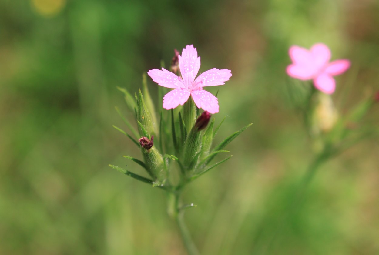 Wild Meadow Carnation