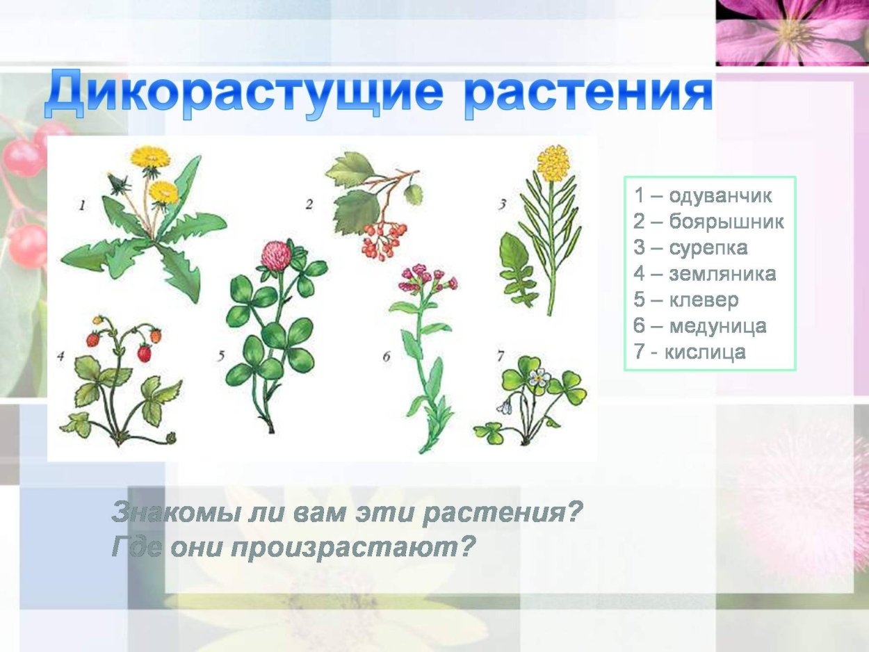 Лиственные дикорастущие растения