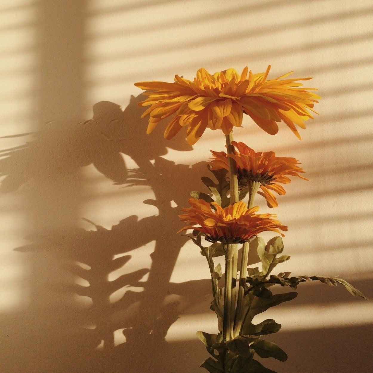Солнечные цветы