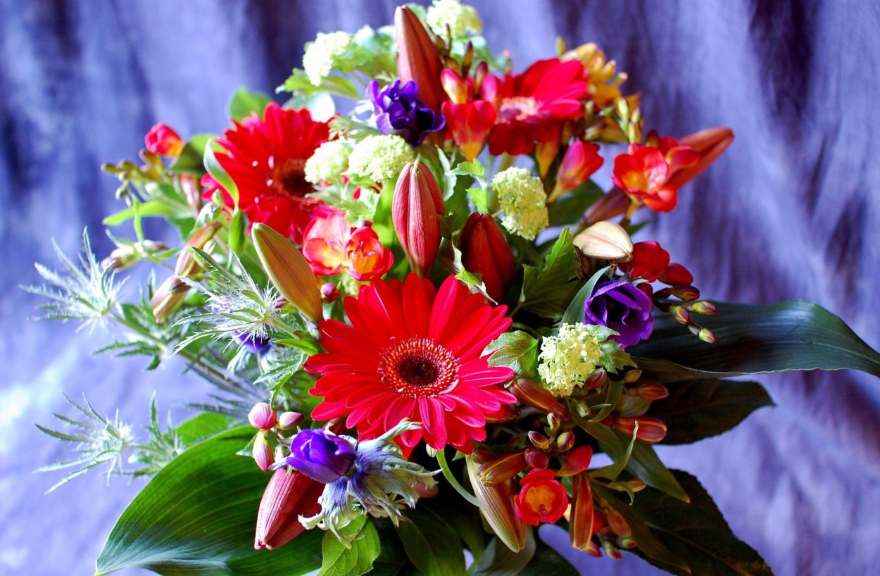Фрезия (Freesia)