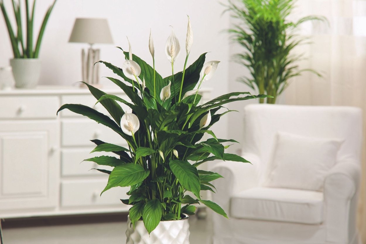 Спатифиллум Уоллиса (Spathiphyllum wallisii)