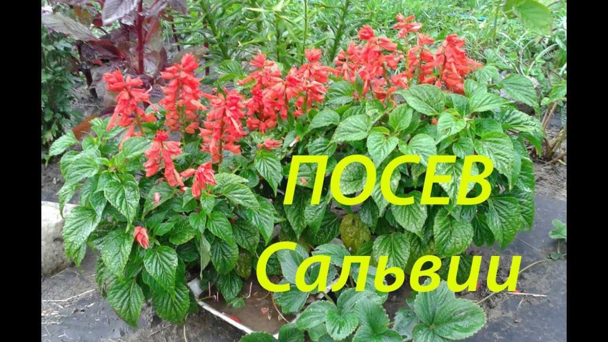 Посев сальвии