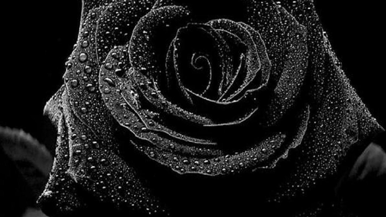Черные розы цветы