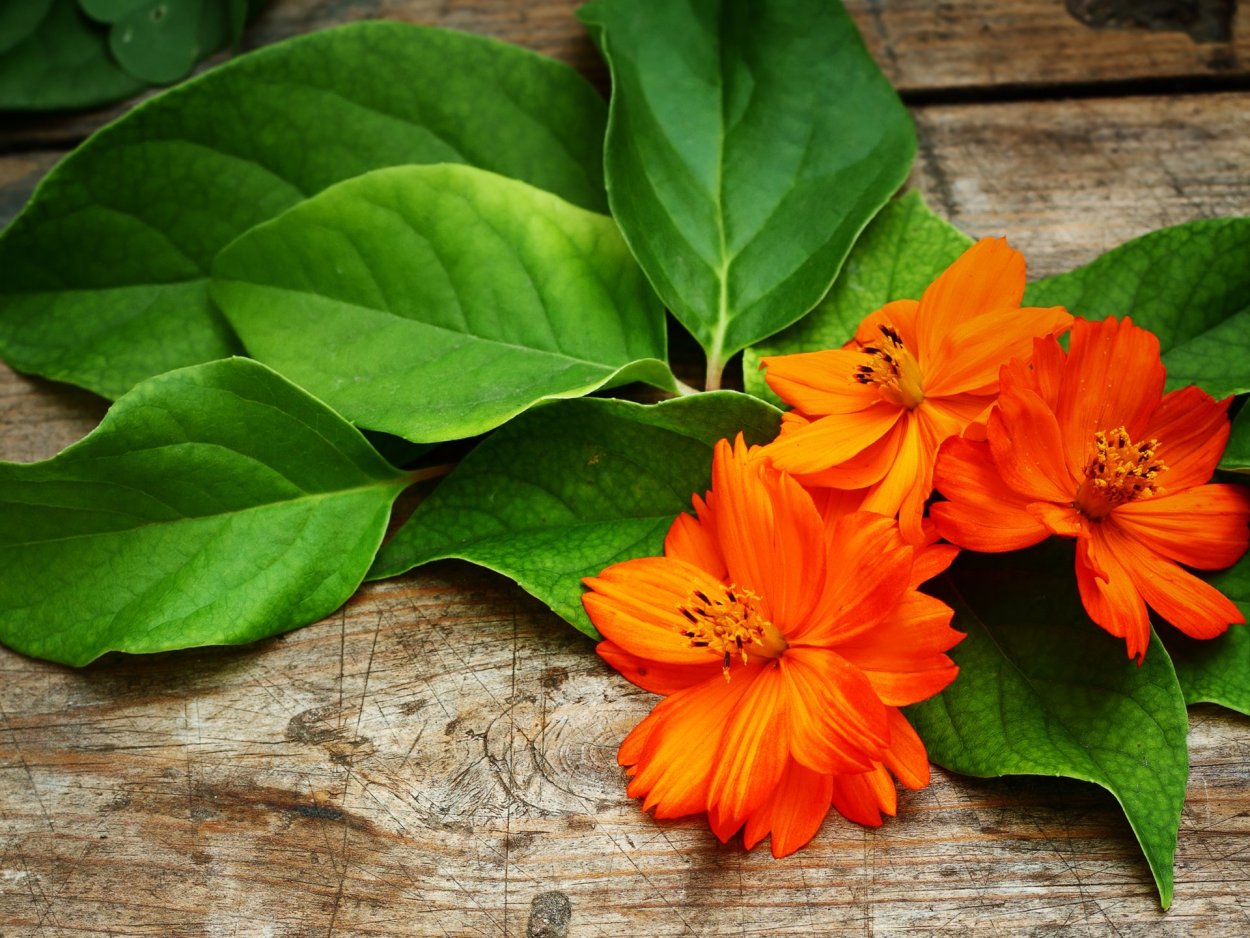 Примула Tagetes Orange