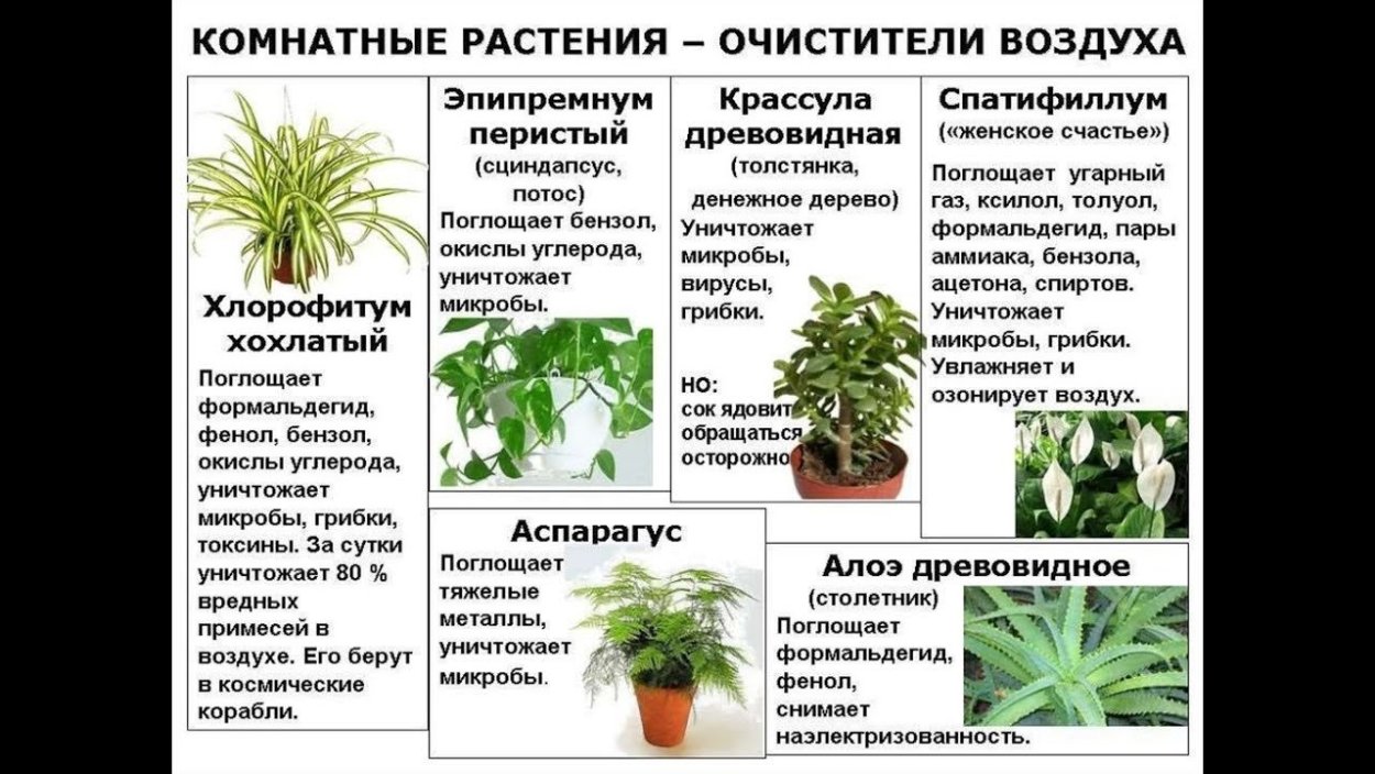 Самые полезные комнатные растения