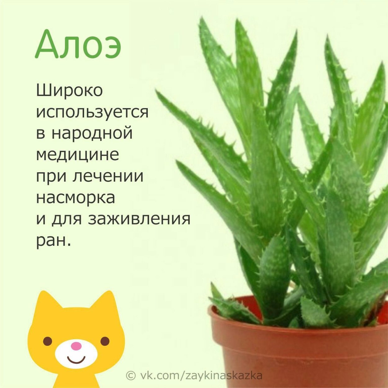 Полезные цветы