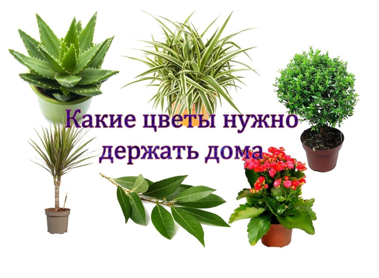 Цветок для благополучия в семье