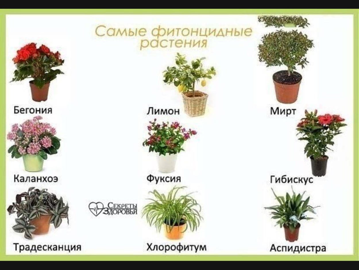 Комнатные растения для детей