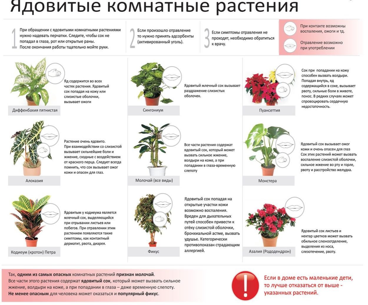 Ядовитые комнатные растения 10 цветов