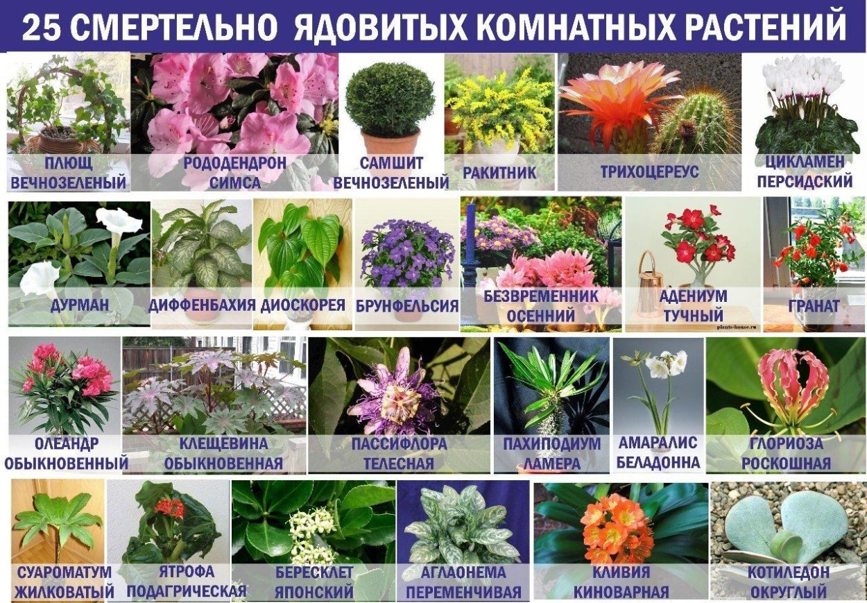 Ядовитые растения