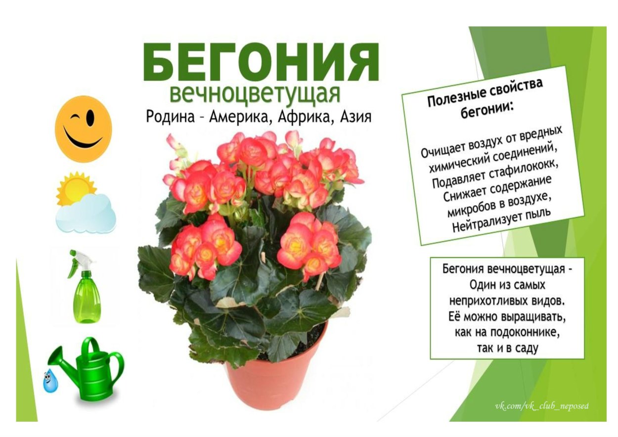 Паспорт комнатных растений в детском саду бегония вечноцветущая