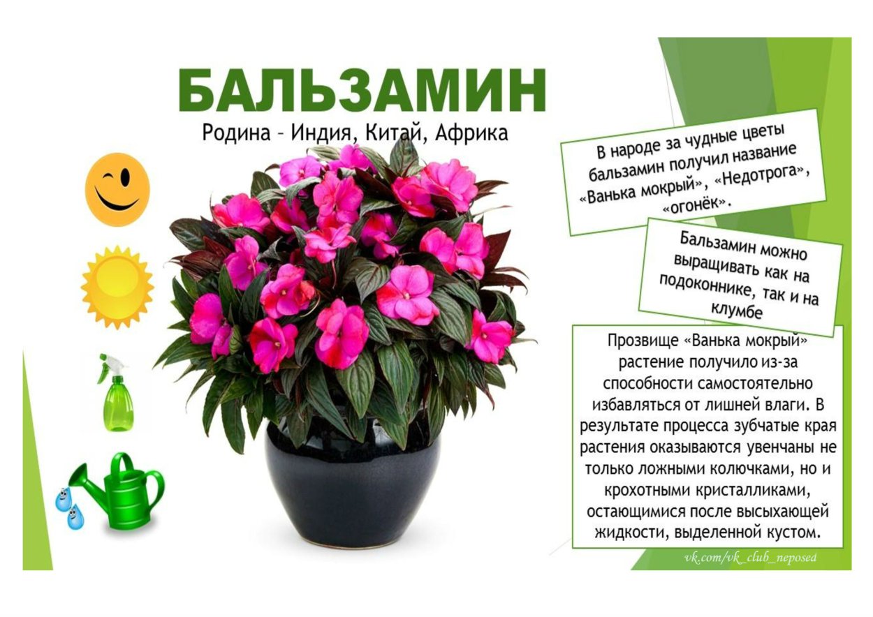 Паспорт цветка огонек
