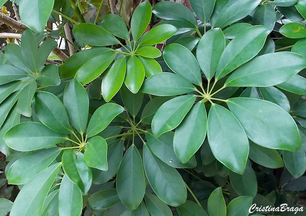 Arboricola gingica