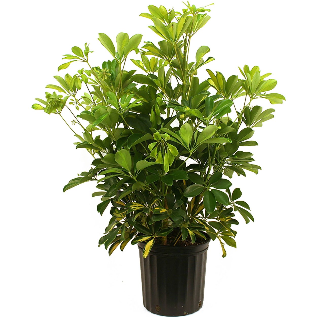 Schefflera arboricola Gold Capella