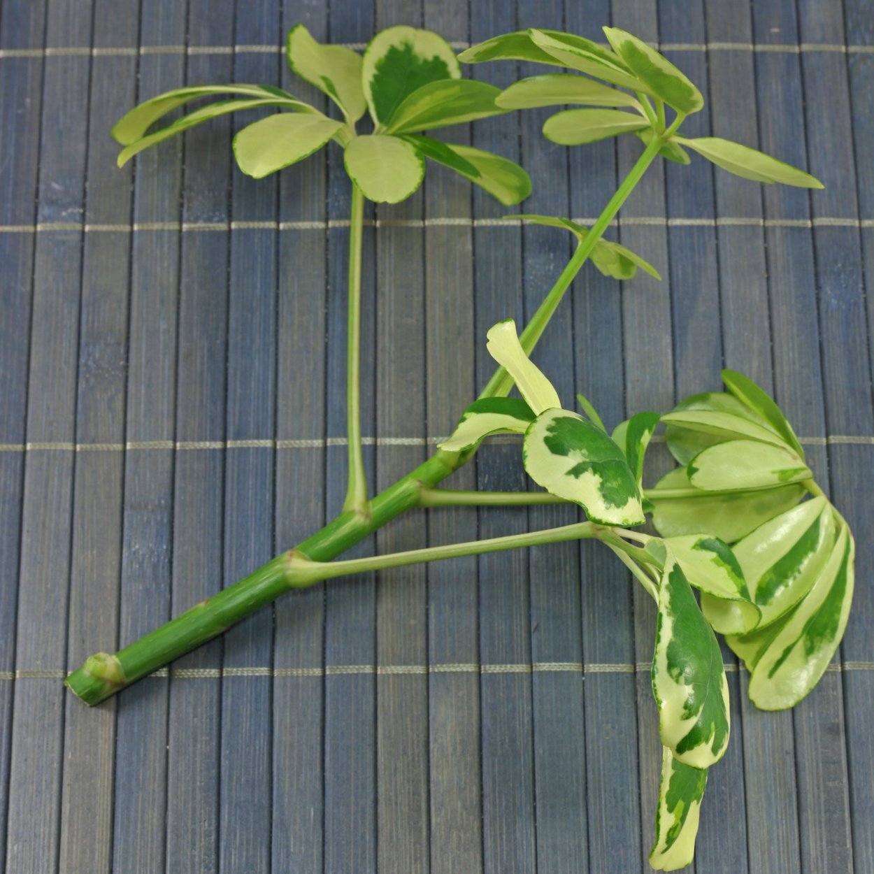 Schefflera arboricola размножение черенками
