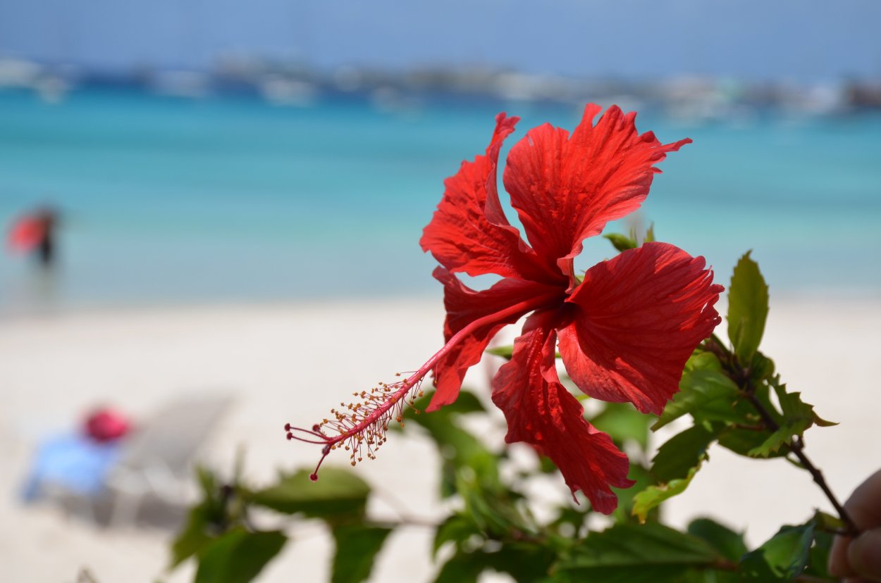Гибискус Caribbean