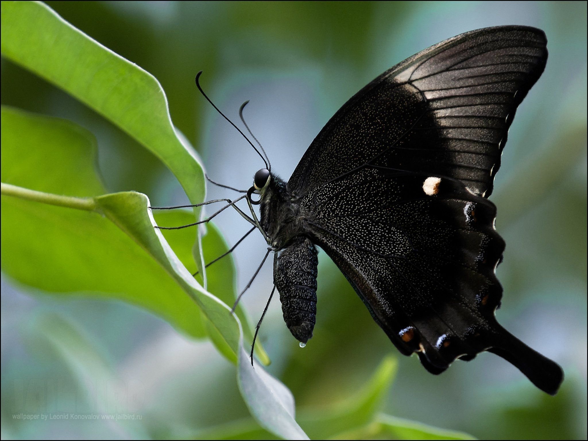 Сохранение темных бабочек в результате. Черный Кардинал бабочка. Черный Махаон бабочка. Бабочка Баттерфляй Блэк. Махаон ночная бабочка.