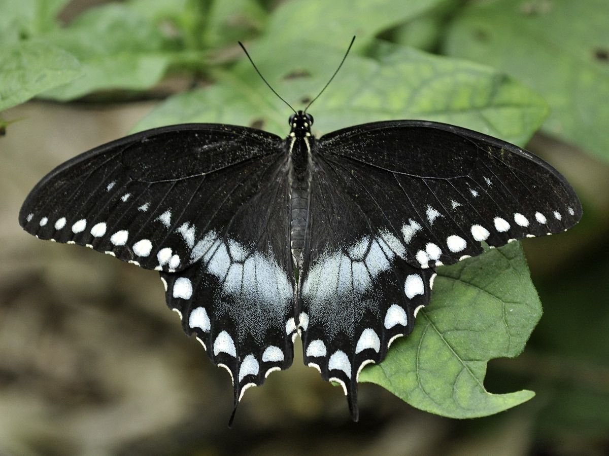 Papilio Troilus бабочка