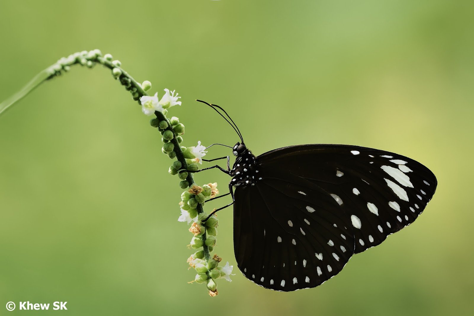 Черная бабочка 2021. Бабочка черная. Бабочка черного цвета. Бабочка черная с белыми пятнами. Бабочка черный принц.