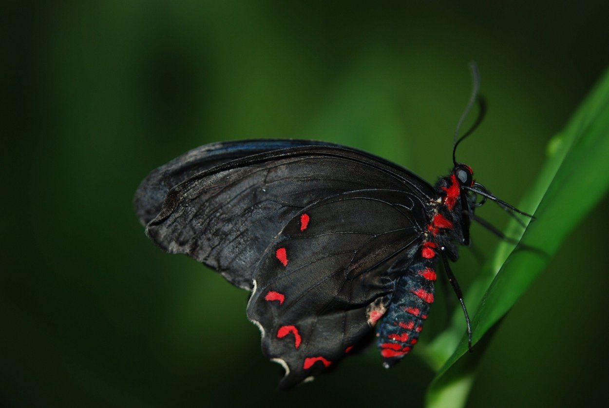 Черный Махаон (Black Swallowtail)