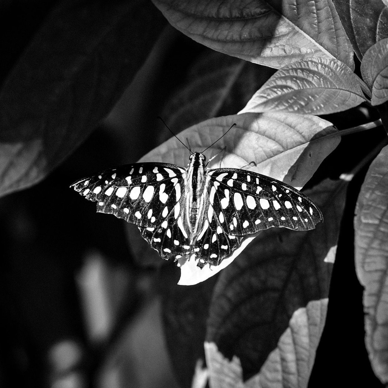 Cockrell Butterfly Center Хьюстон