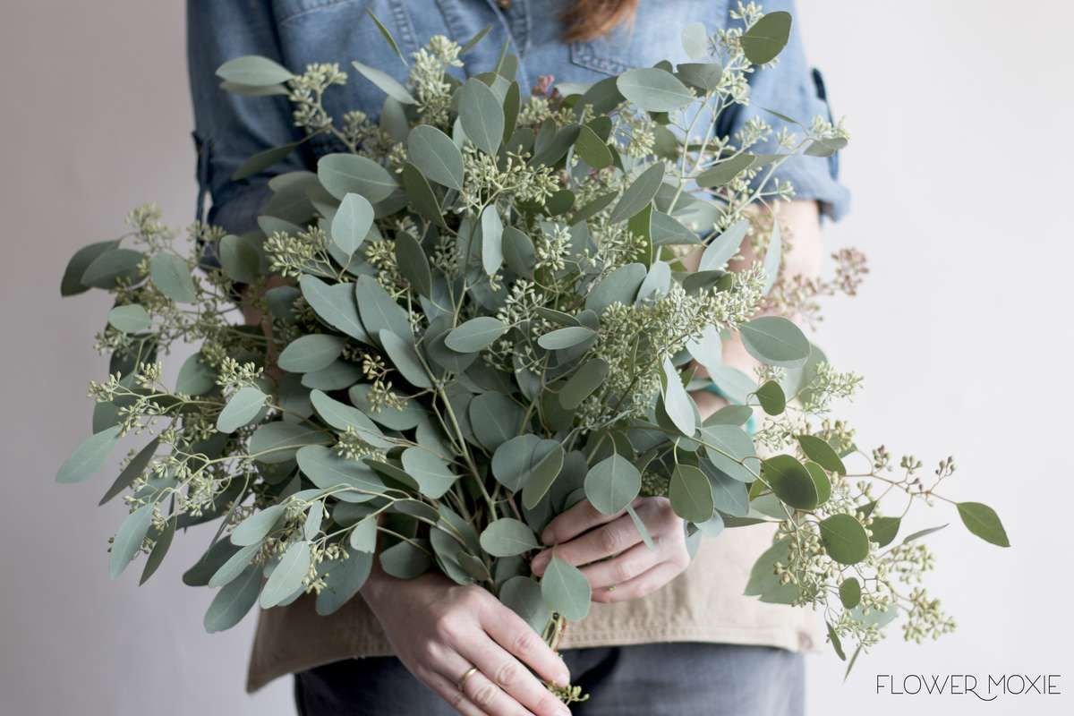 Silver Dollar Eucalyptus Bouquet