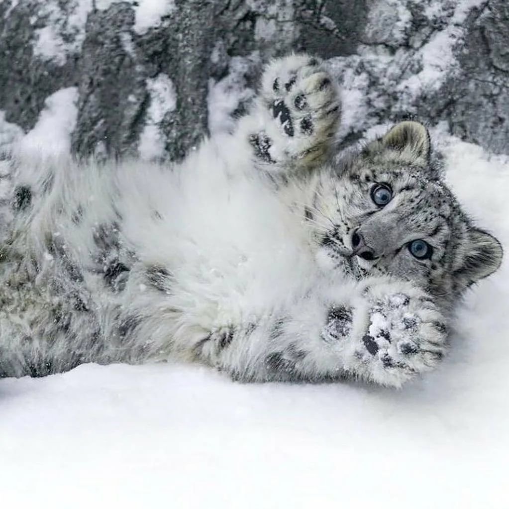 Включи про снежных. Снежный Барс uncia uncia. Снежный Барс (Ирбис, снежный леопард). Снежный Барс Монгун Тайга. Снежный Барс в Гималаях.