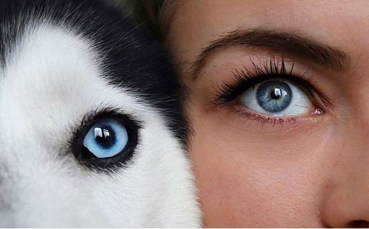 Волчий цвет глаз