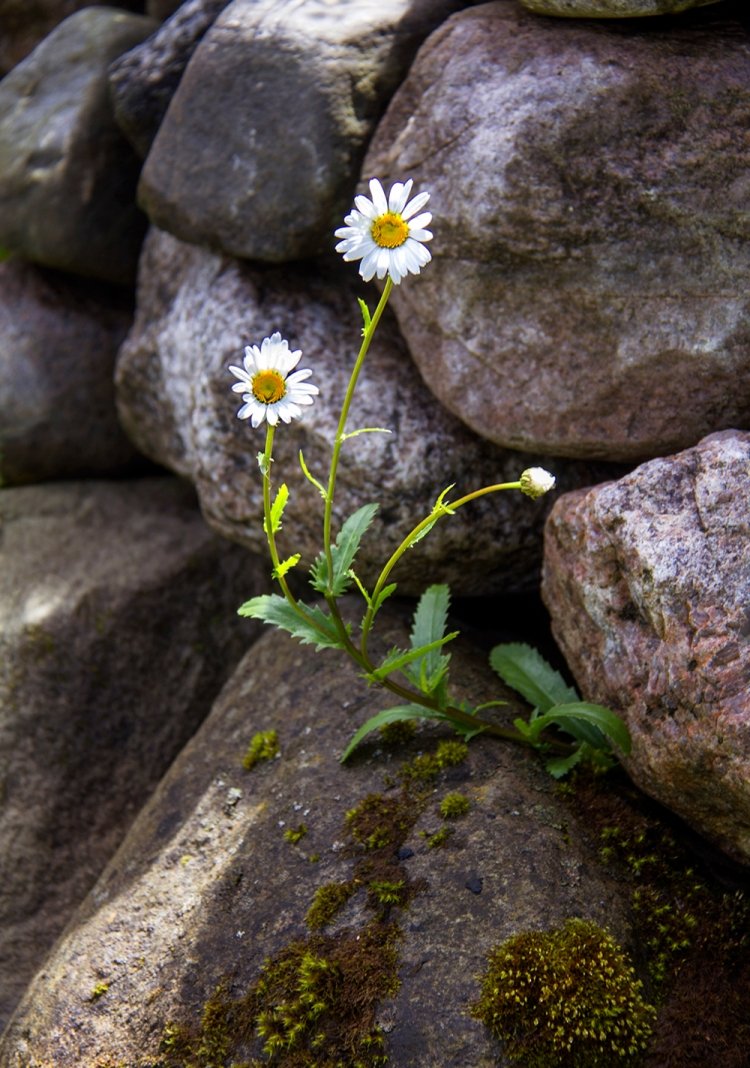 Цветок растущий на камнях
