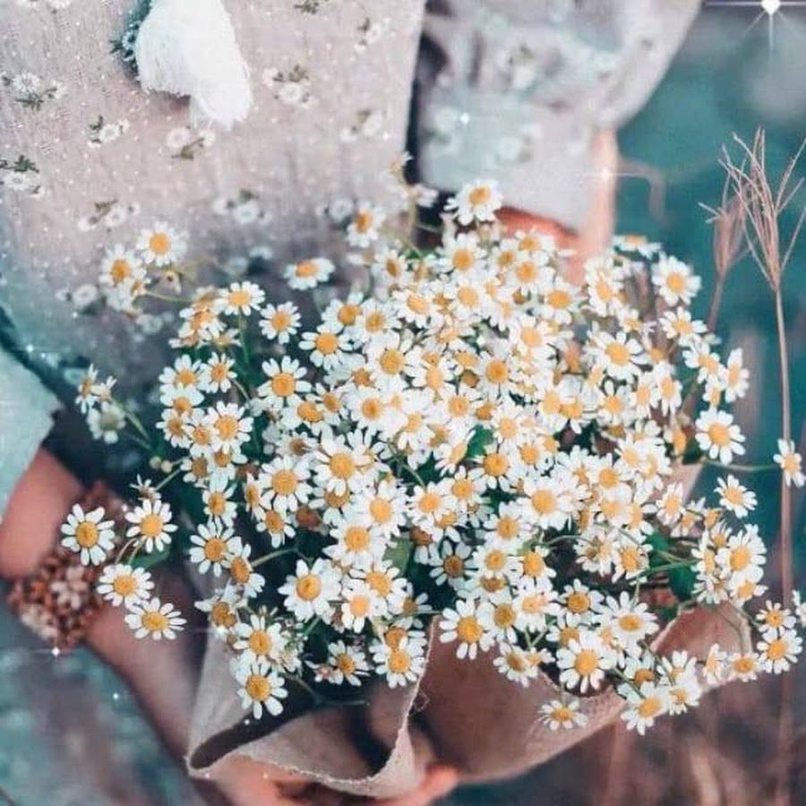Ромашки Эстетика