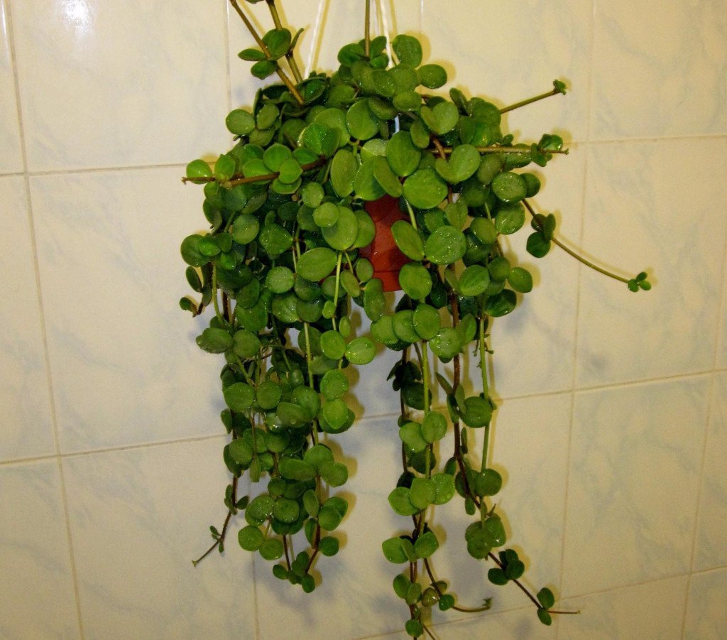 Лиана Пеперомия ампельная