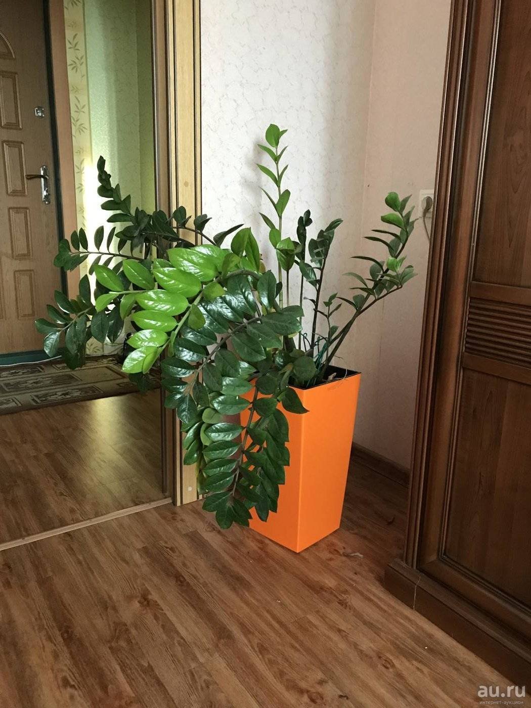 Растение замиокулькас