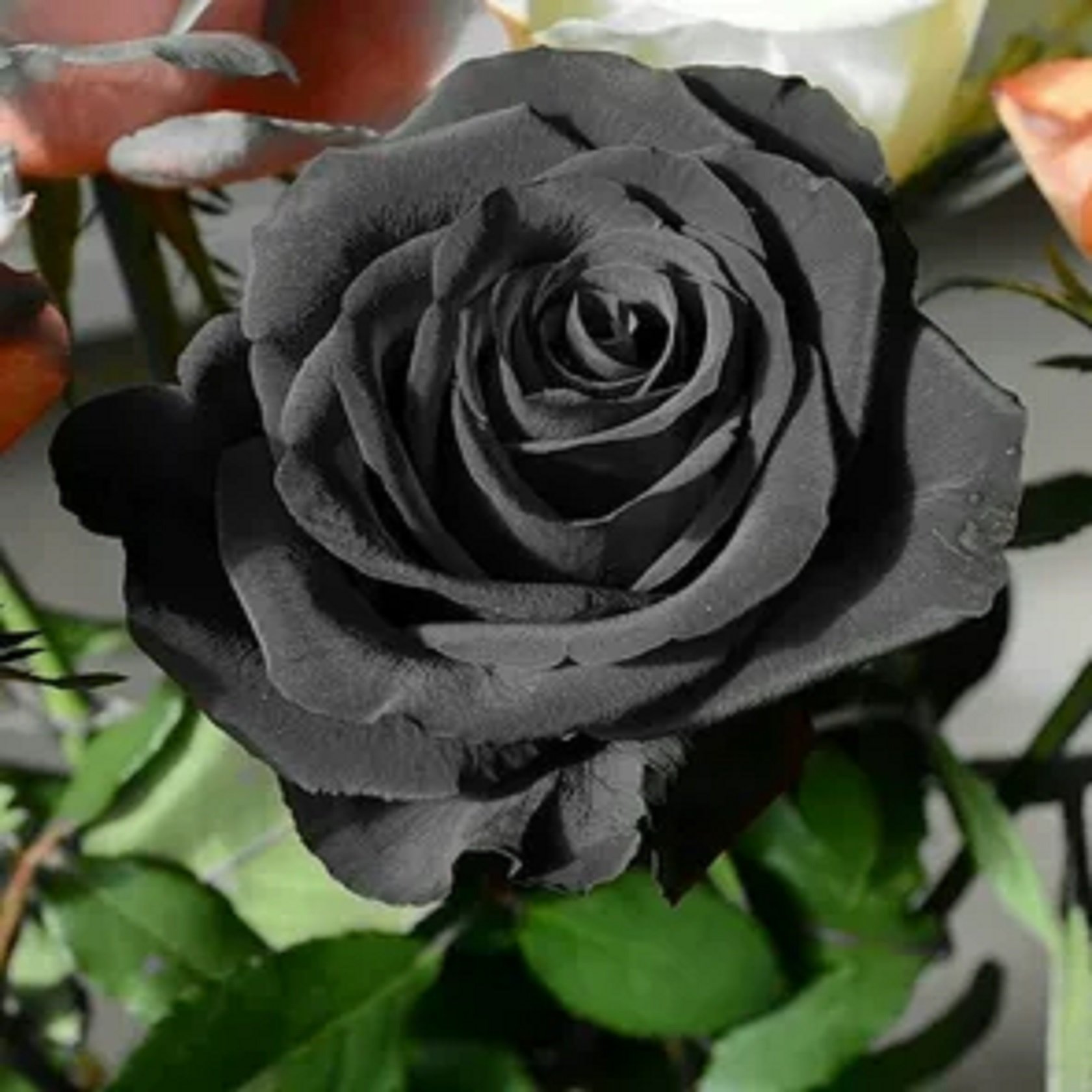 Картинки черных цветов. Роза Халфети. Черные розы Халфети. Роза Энкре Нуар. Черные розы из Халфети.