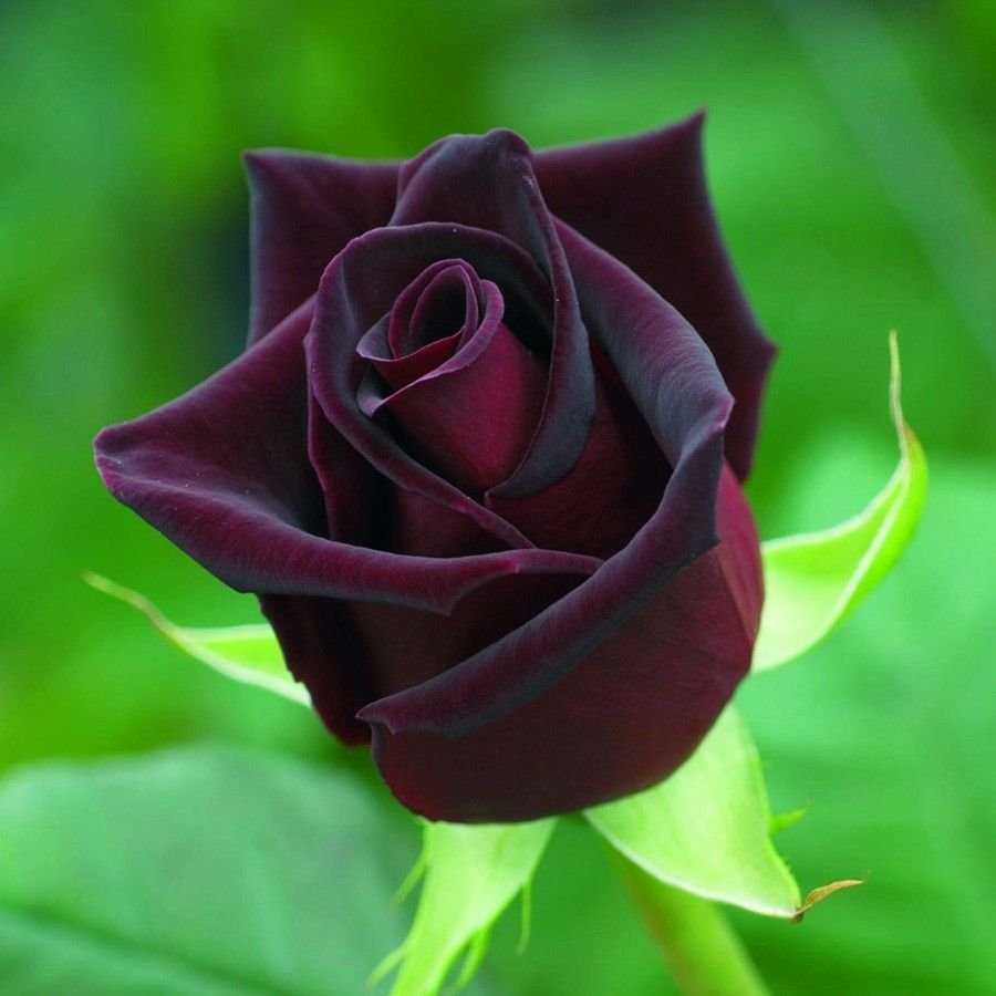 Чайно-гибридная роза Блэк баккара Black Baccara