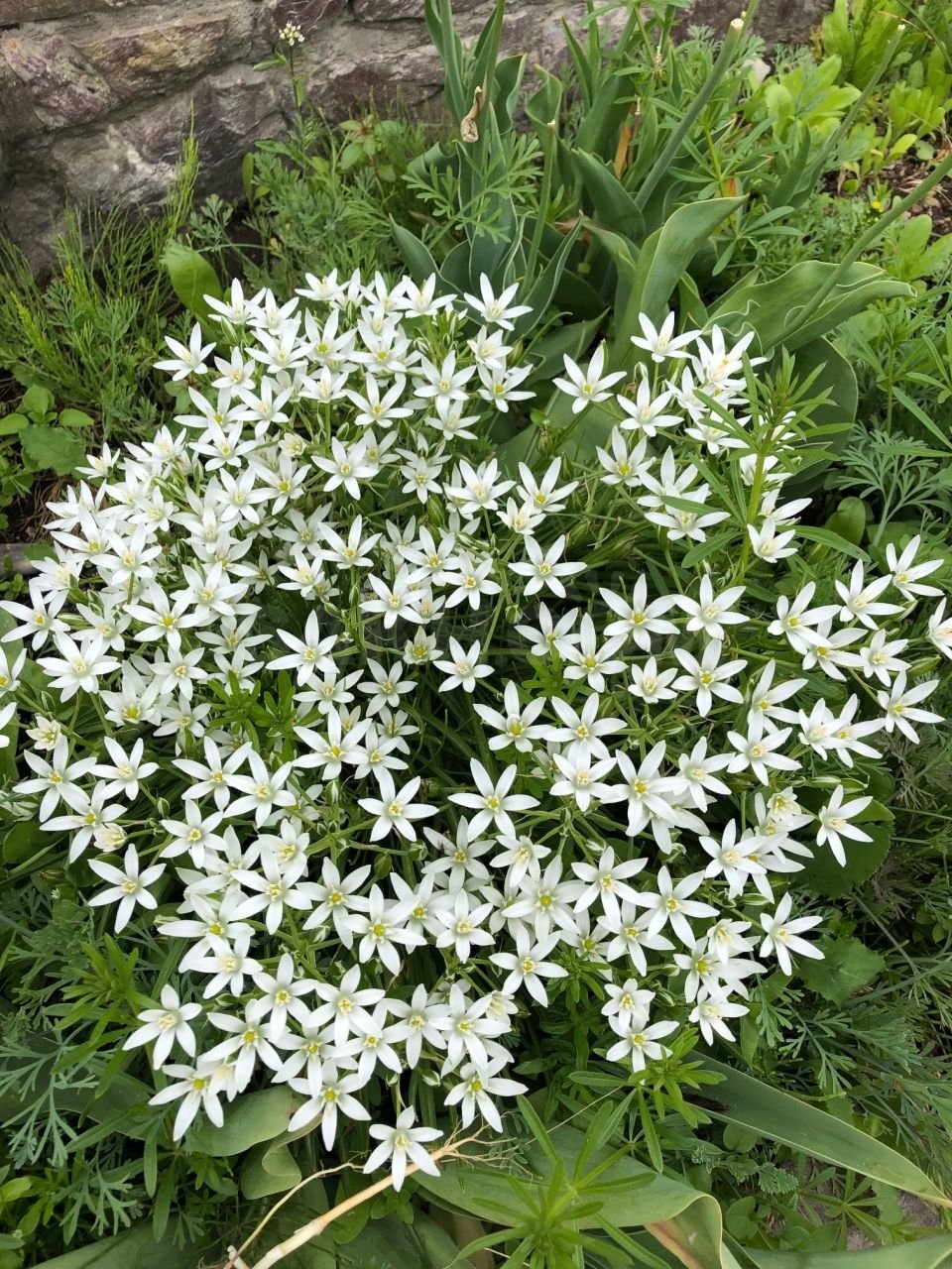 Луковичные многолетники птицемлечник