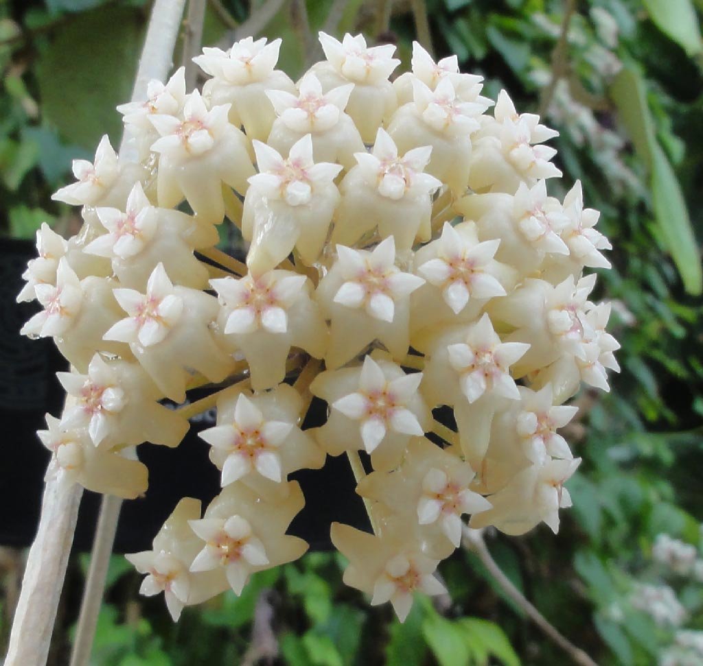 Hoya цветок