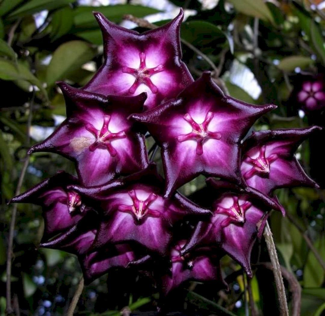 Hoya Imperialis сиреневый
