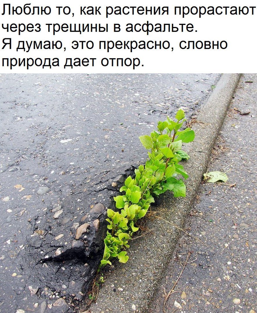 Росток сквозь асфальт