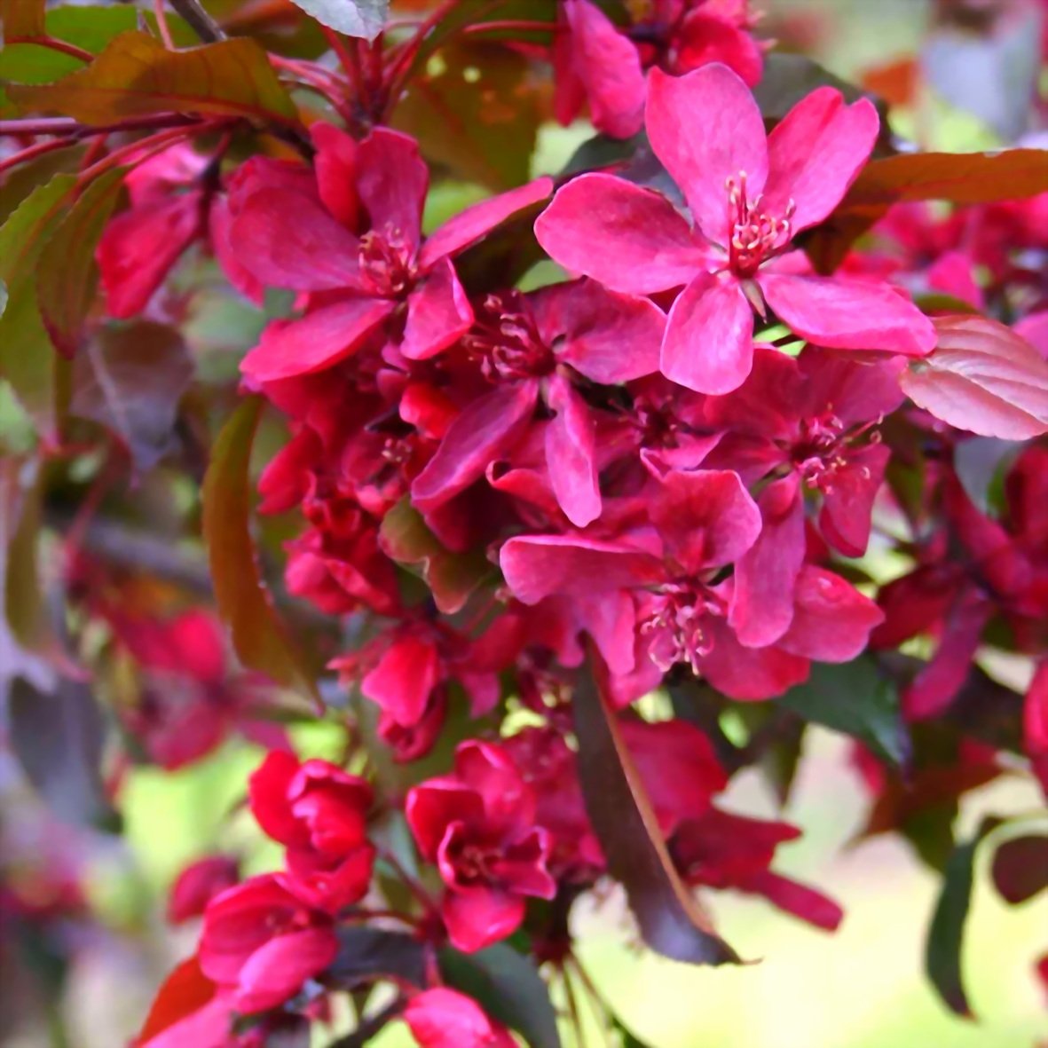 Яблоня Malus Royalty