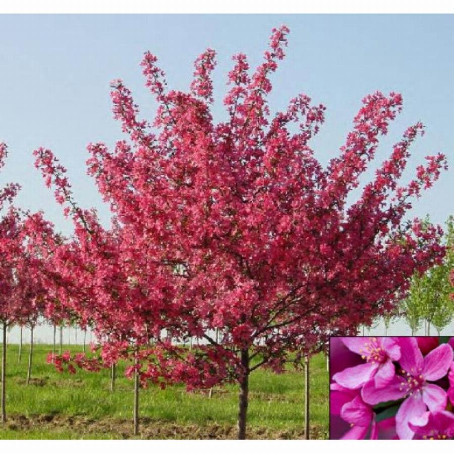Malus Royalty яблоня декоративная