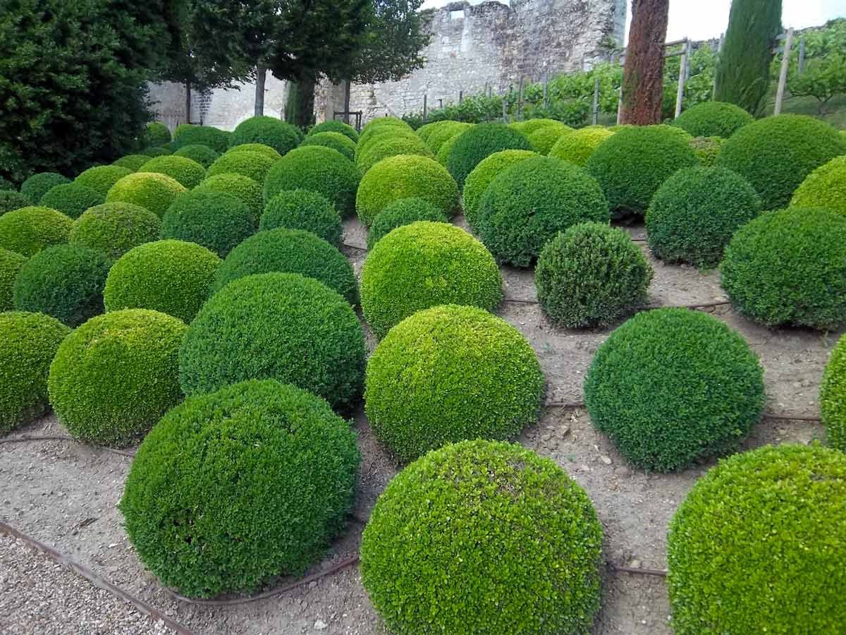 Ива шаровидный карлик