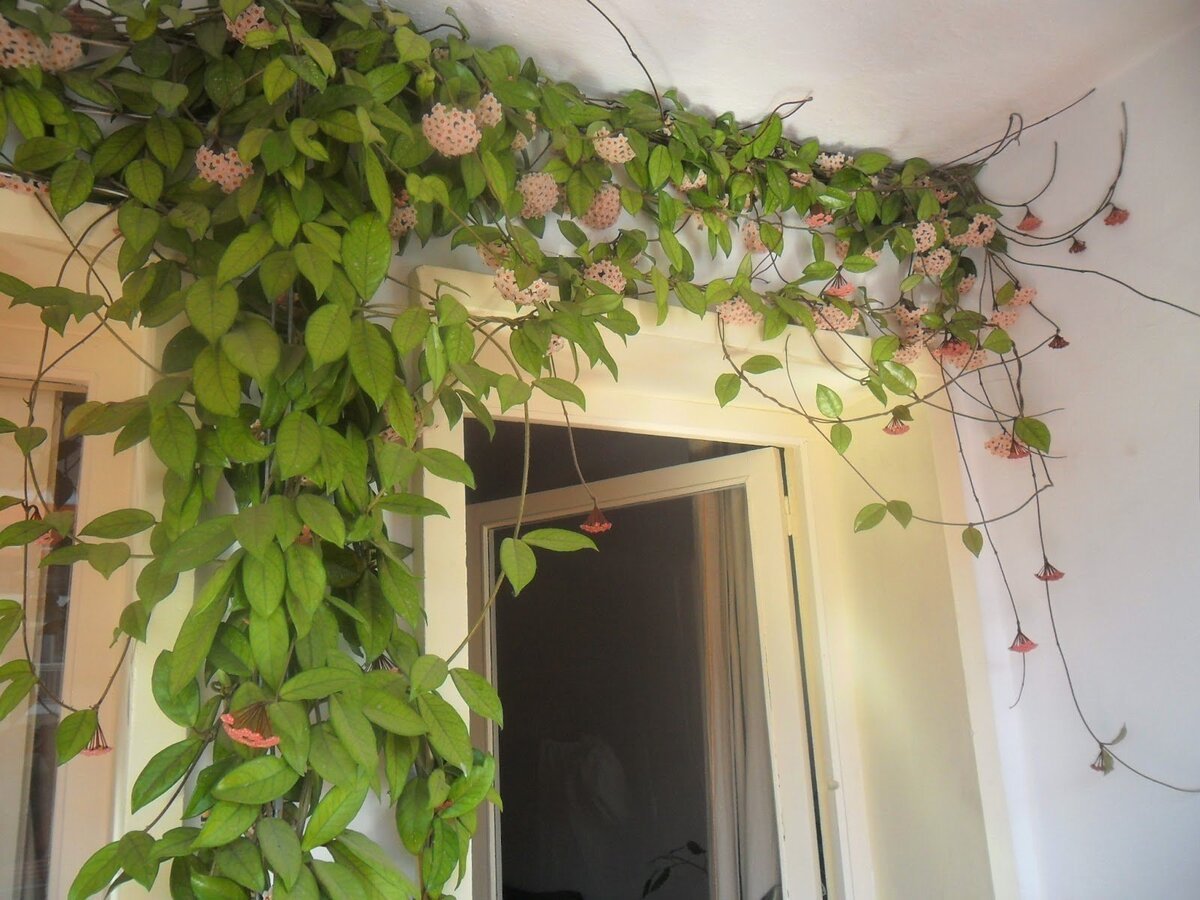 Плетистые комнатные растения