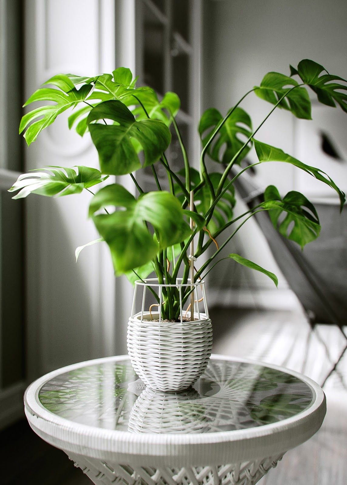 Зеленое комнатное растение без цветов