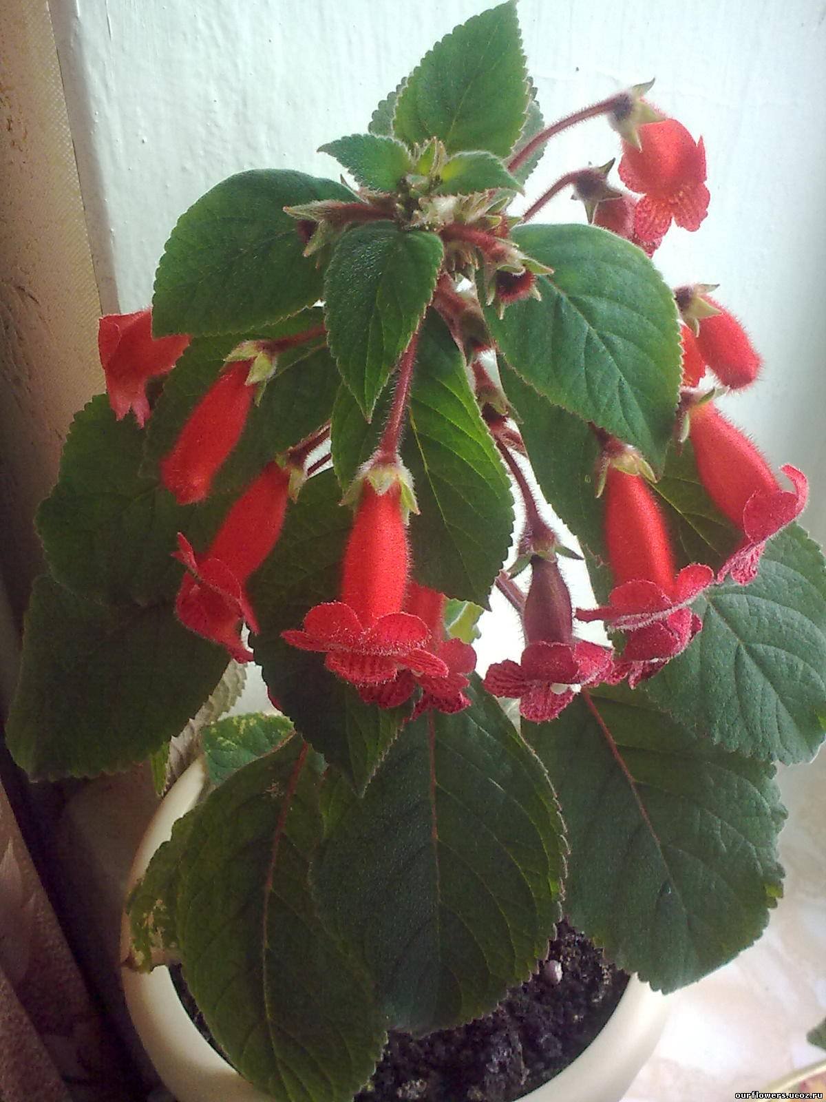 Колерия мохнатый колокольчик