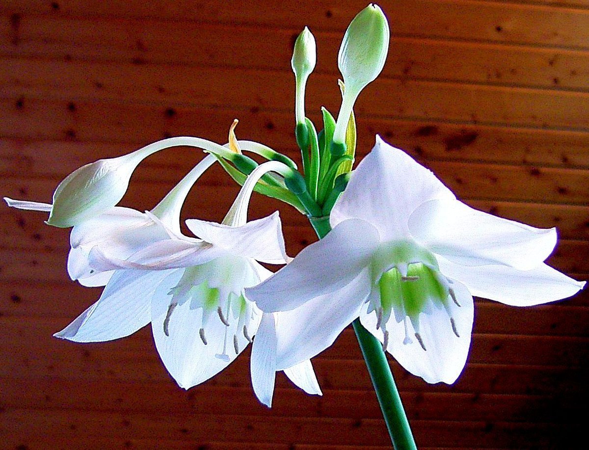 Цветок выпускает стрелу с белыми цветами