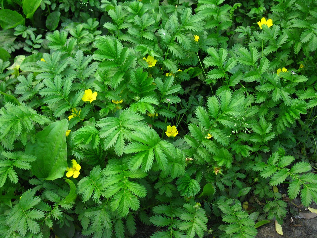 Лапчатка гусиная (Potentilla anserina)