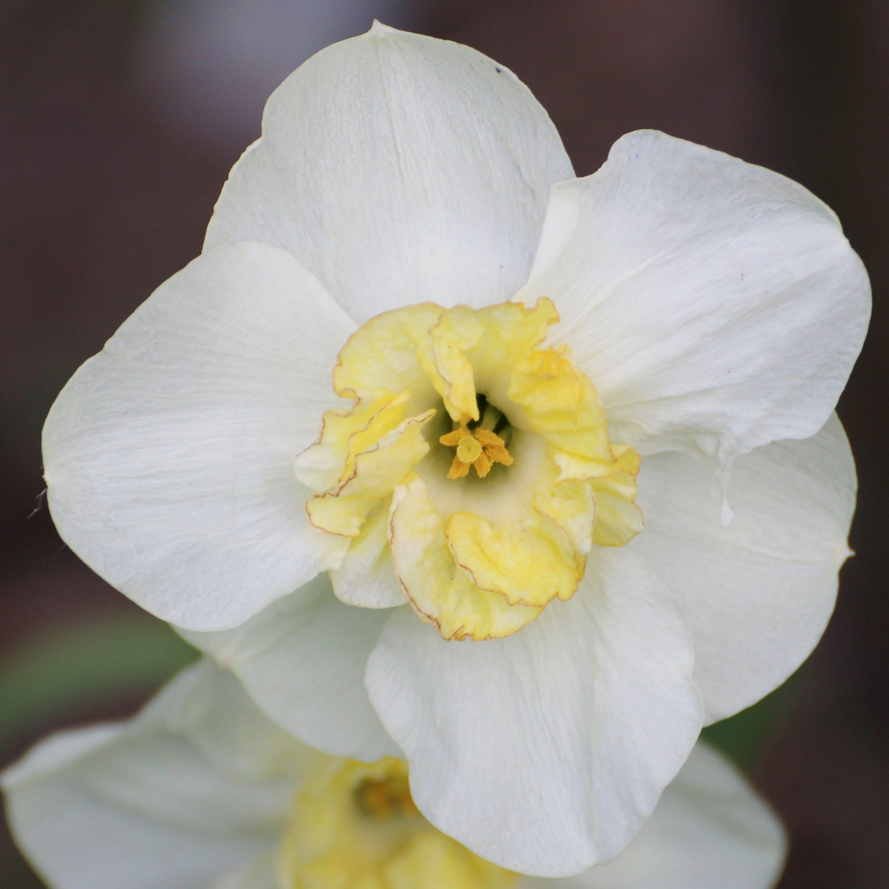 Название цветка нарцисс. Нарцисс Дездемона. Нарцисс датч мастер. Нарцисс Редженерейшн. Нарцисс цветок белый.