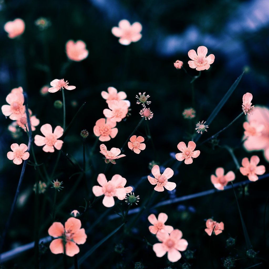 Цветы с маленькими цветочками